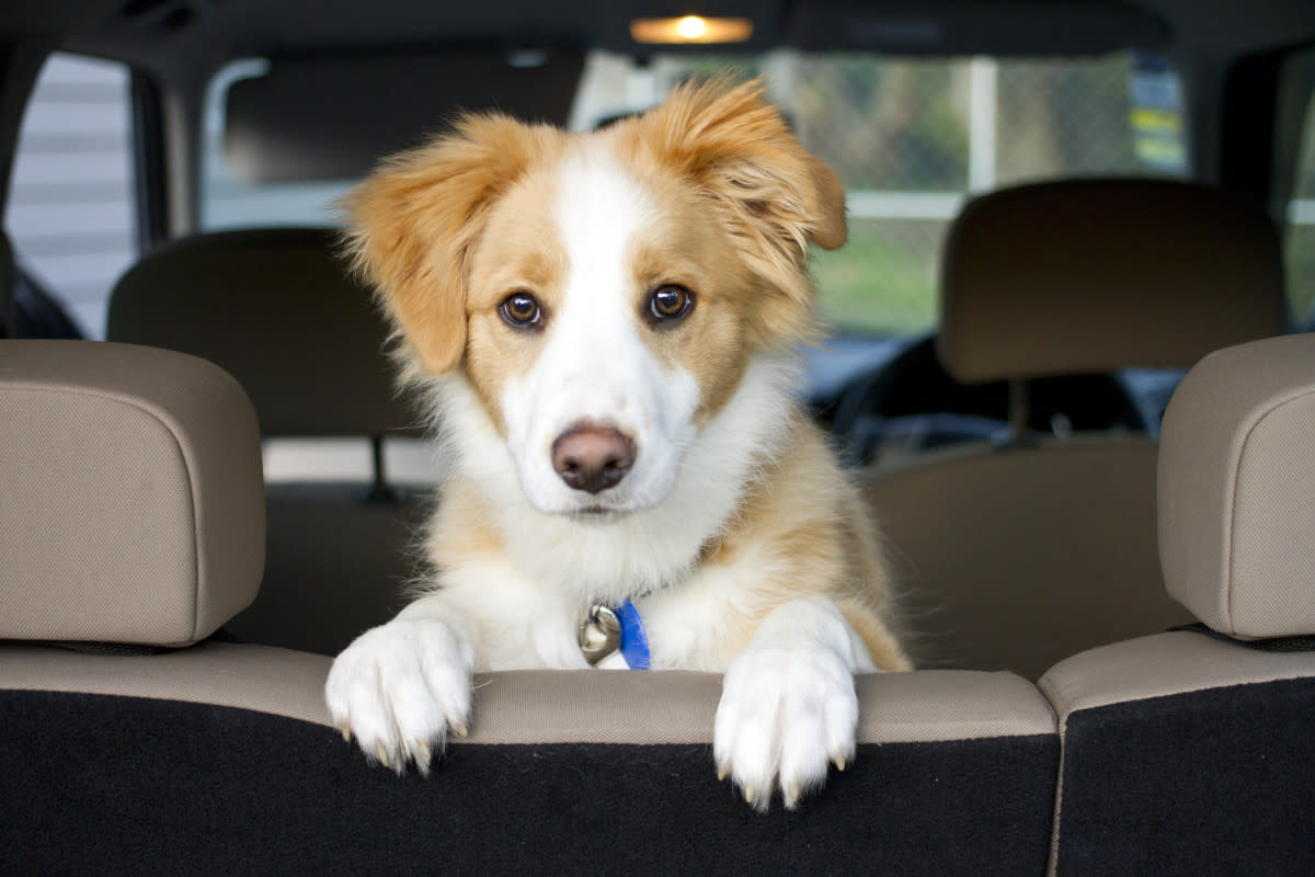 Never leave your dog locked in a car. <p>Aarontphotography/Shutterstock</p>