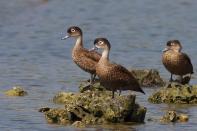 These birds are endemic (found nowhere else in the world) to these islands. Once very uncommon and confined to remote places, Andaman Teals (Anas albogularis) been recorded in ponds close to Port Blair after the tsunami of 2004. They are usually seen in flocks numbering more than a 100 birds. The unique white marking around the eye varies from individual to individual, growing in size with age – some of the older teals have an almost entirely white head.