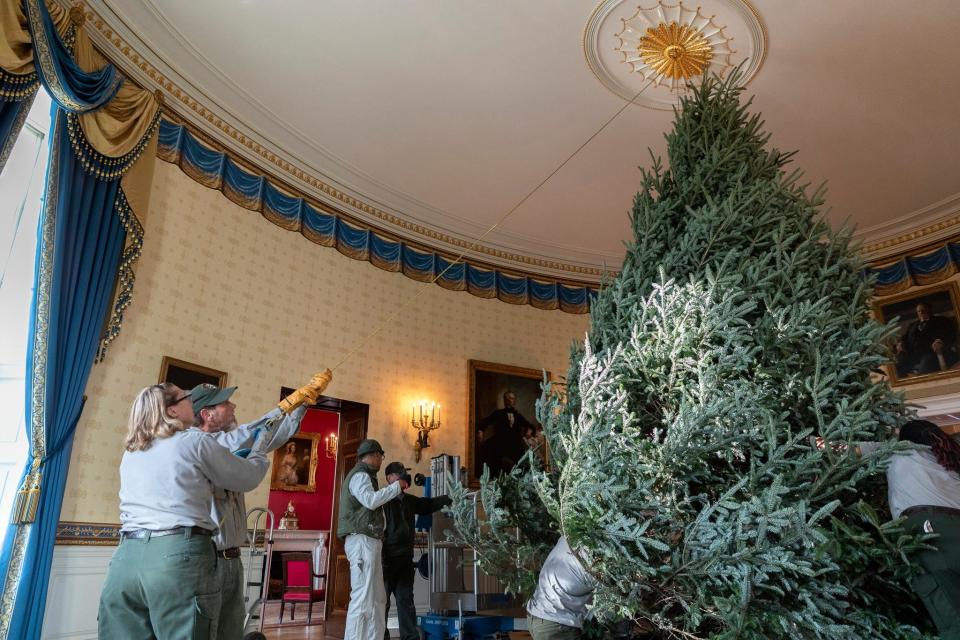 National Park Service staff oversee the set up of the Official White House Christmas tree in the Blue Room in 2018. President Donald Trump and First Lady Melania Trump were present for the arrival.