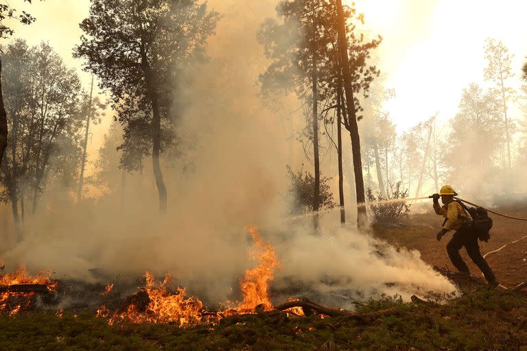 Un bombero de Cal Fire usa una manguera para apagar los puntos calientes durante una operación de quema para combatir el incendio de Oak el 24 de julio de 2022 cerca de Jerseydale, California
