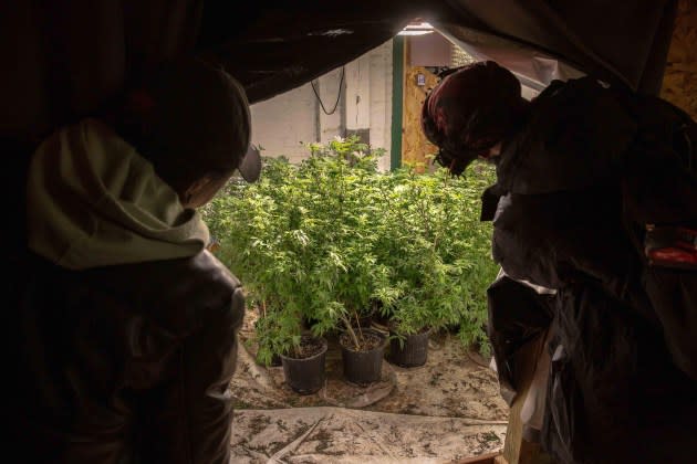 An illegal warehouse grow belonging to a long time legacy operator located in upstate New York.  - Credit: Photographs by Wesley Parnell