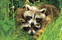 Spending all their time together; raccoon kits never leave the den during the first two months of their lives. (Photo by Terri Moore/National Geographic My Shot/National Geographic)