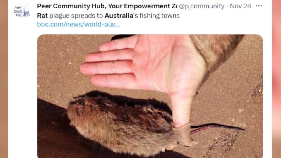 老鼠在昆士蘭州部分城鎮肆虐。（圖／翻攝自X）