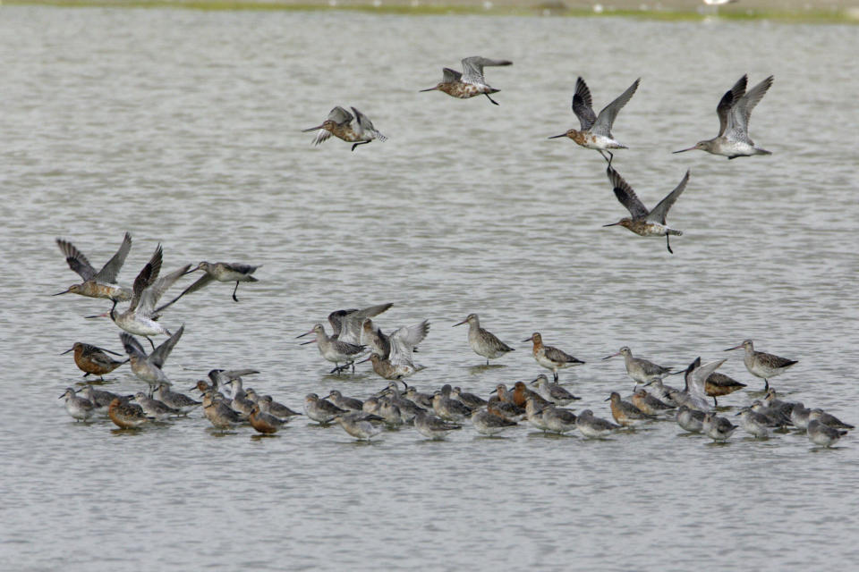 Bar-tailed Godwits are usually found in flocks. Source: AAP, file image