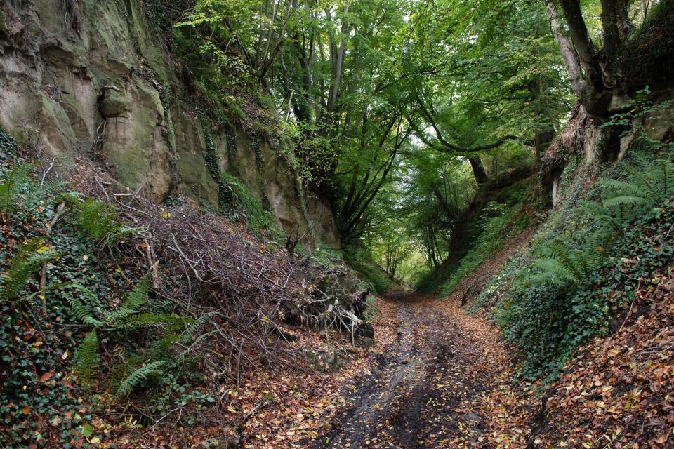 Folly Wood Holloway, Urchfont, Wiltshire, England, UK