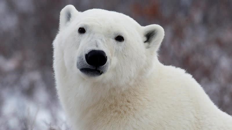 A polar bear has killed a Canadian man protecting his daughters, in rare attack. Source: Yahoo Magazines