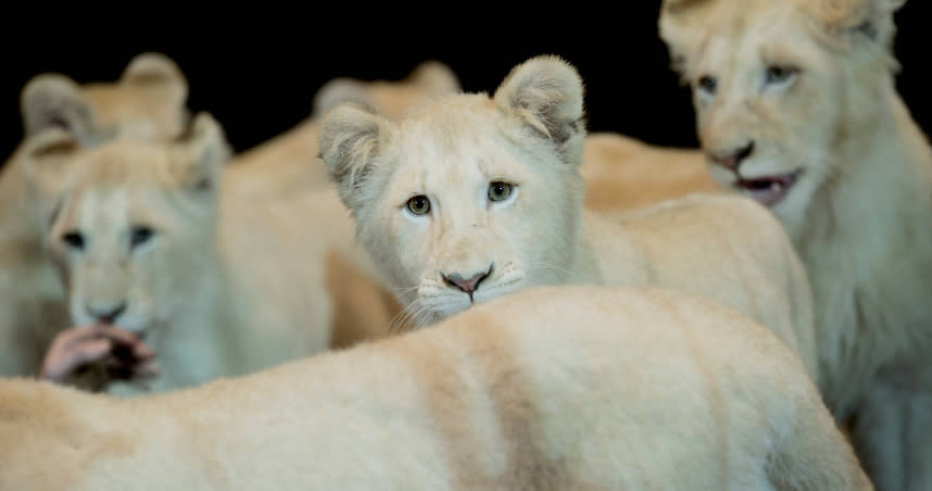委內瑞拉動物園迎來3隻稀有白獅，預計將會人工餵養遠離可能殺害牠們的母獅。（示意圖／達志／美聯社）