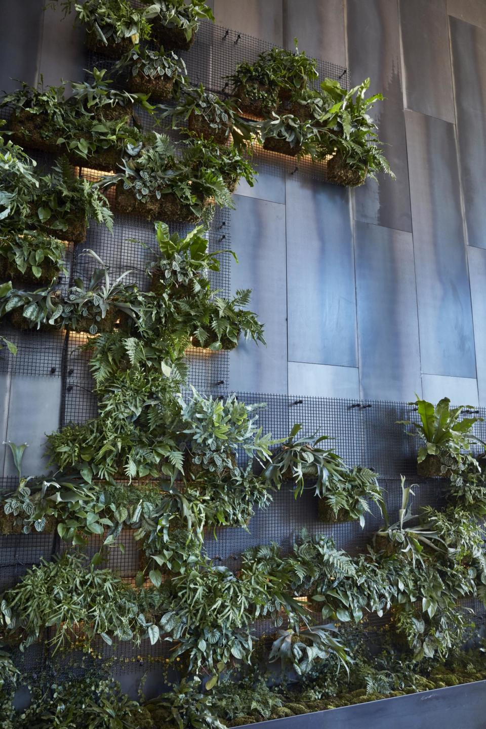 Eco conscious: The Insta-friendly living plant wall