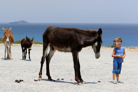 A kid stands next to wild donkeys in Karpasia peninsula in northern Cyprus August 3, 2017. Picture taken August 3, 2017.REUTERS/Yiannis Kourtoglou