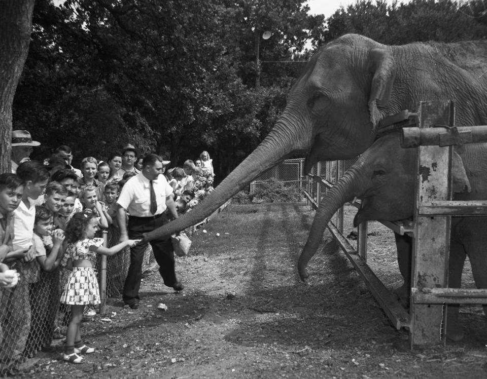 1942: Forest Park Zoo celebrated the 23rd birthday of Queen Tut. She and baby elephant Penny received guests all day. Queen Tut became a local celebrity and her birthday was celebrated in August each year, with up to 20,000 people attending these parties.