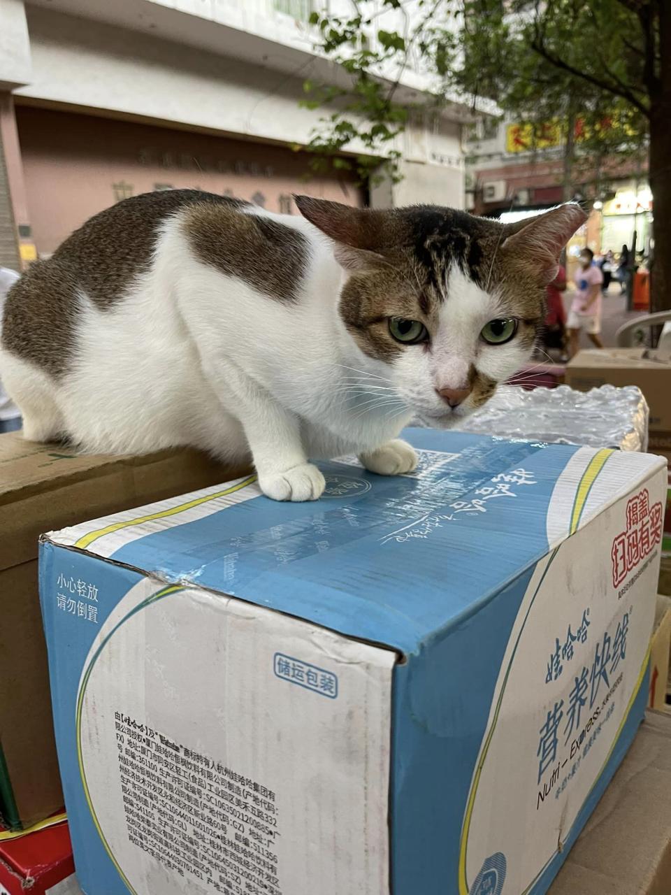 Some citizens posted photos of cats taken in the past to mourn.  (