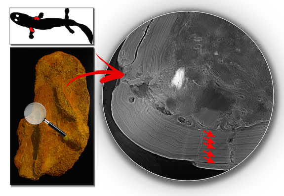 A scan of the upper arm bones of the <i>Acanthostega</i> indicated that the animal was still quite young when it died, as the growth rings within the fossil (see red arrows) allowed researchers to
