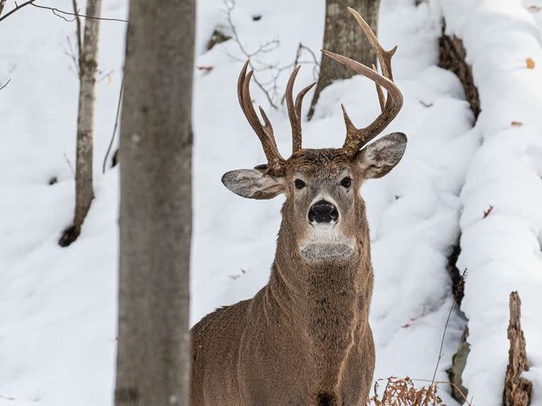 Staggering find: The three-antlered deer was seen five days before the hunting season begins: Steve Lindberg