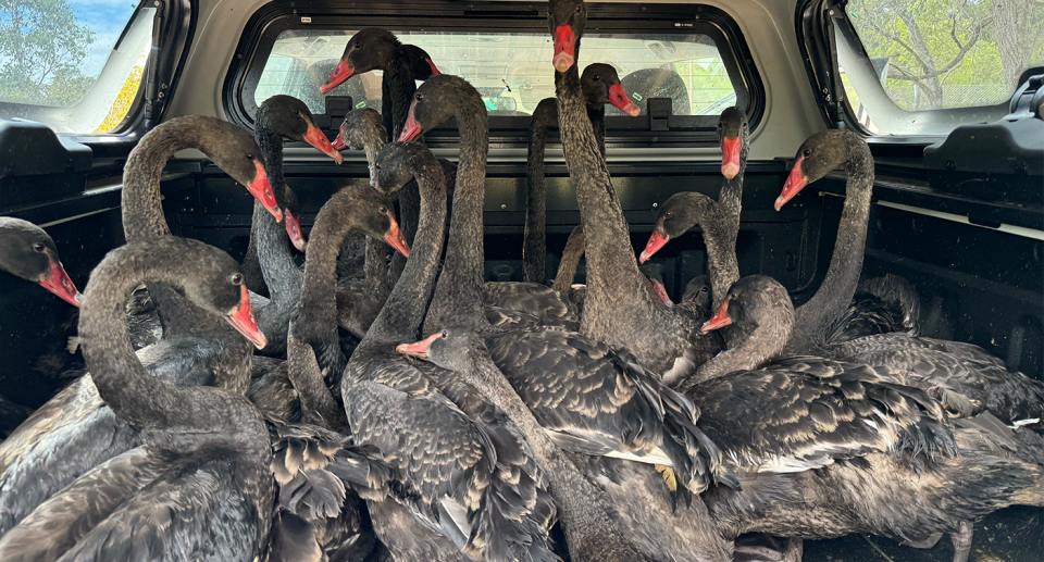 A ute tray filled with a large number of swans.