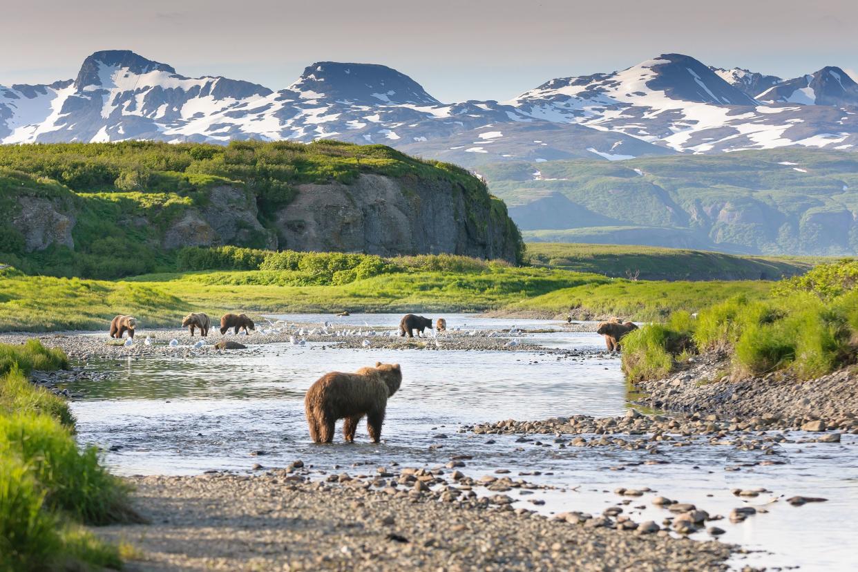 group of brown nears fishing for salmon in Katmai National Park, Alaska