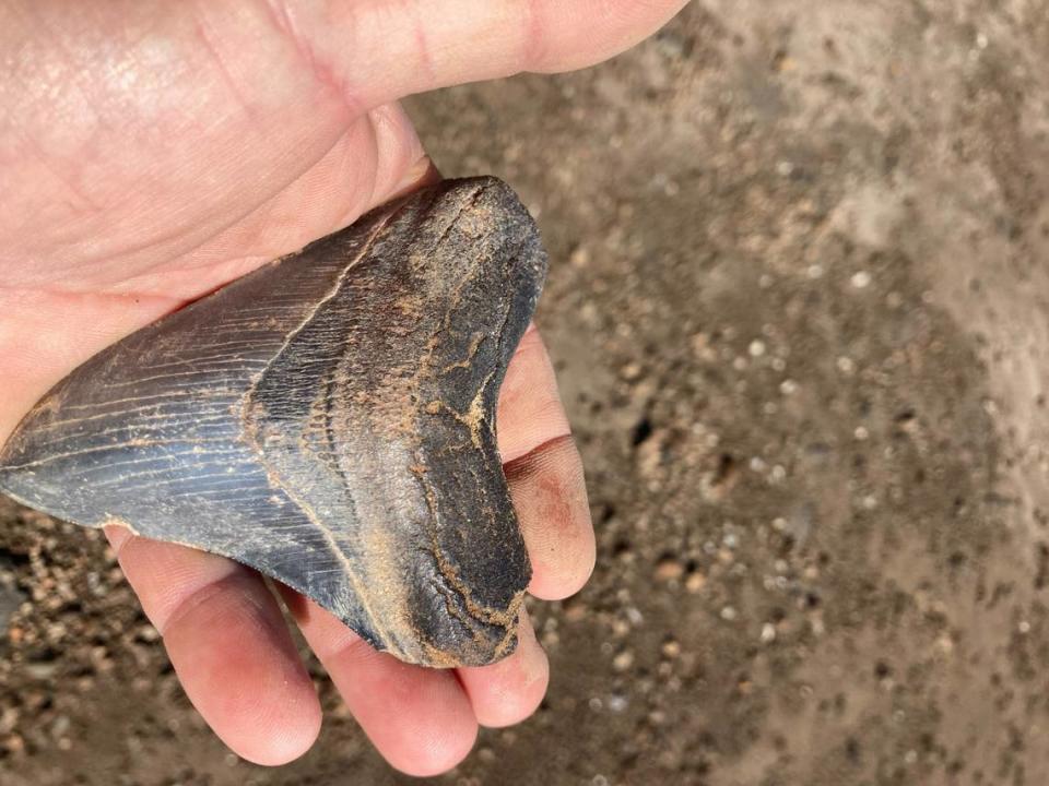 A shark tooth found during an excursion along the Savannah River that searches solely for the fossilized teeth along South Carolina’s coast.