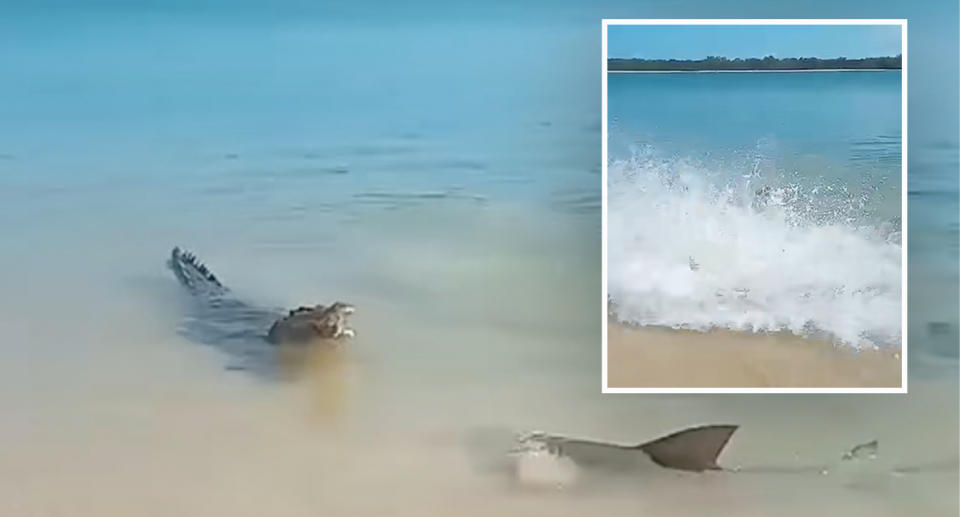 A shark and a crocodile come face-to-face in waters in Queensland's north. 