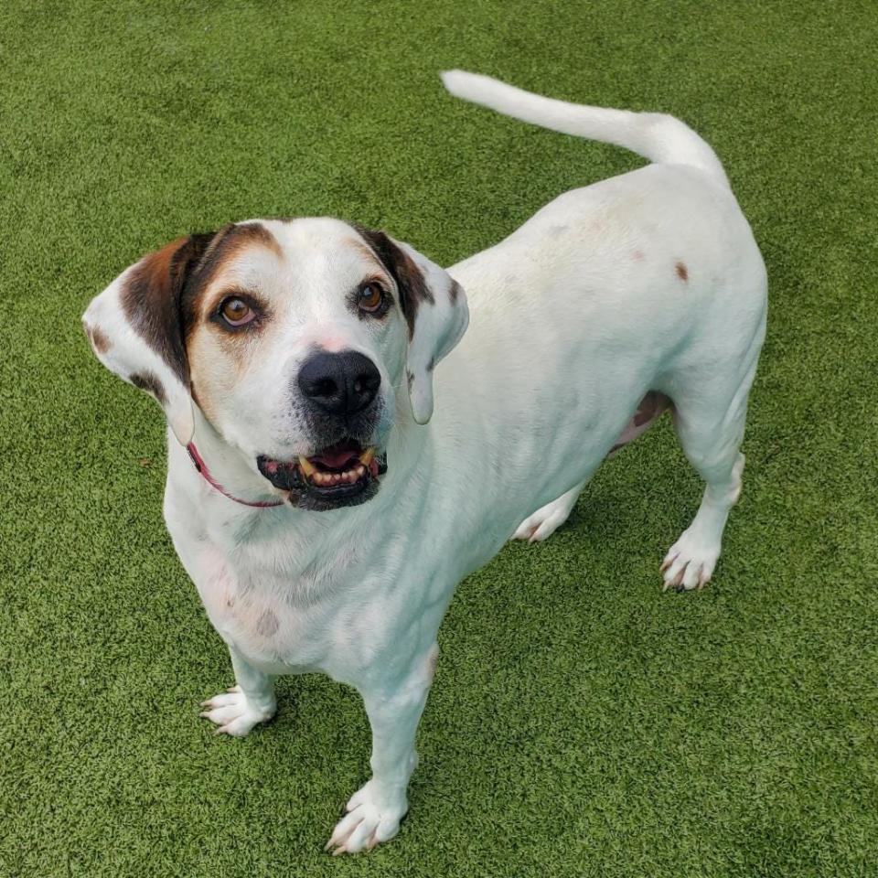 I’m an extra-large guy with a personality and appetite to match. I’m smart and know my basic commands. You can probably tell by my size that I am willing to trade tricks for treats. I’ve had a little too many and now I’m on a prescription diet to help maintain my figure. I woofed to Santa Paws that I’d love a forever home for the holidays. One where I can be cuddled and loved. If you can make my wish come true, request to meet me at www.spcaflorida.org/appointment.