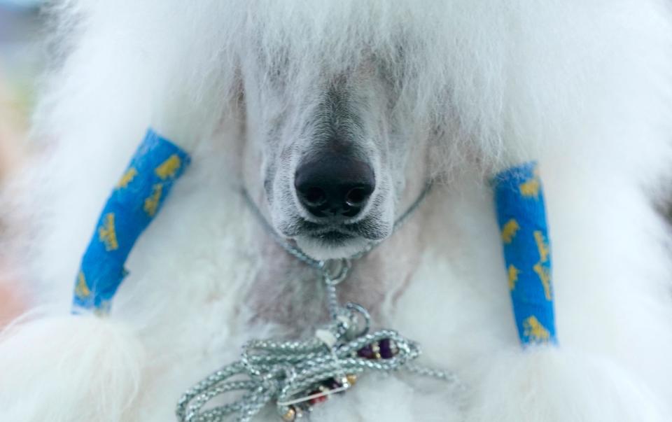 May 8, 2023: A poodle in the benching area during the Annual Westminster Kennel Club Dog Show judging of Hound, Toy, Non-Sporting, and Herding breeds and Junior Showmanship at the Arthur Ashe Stadium in New York City.