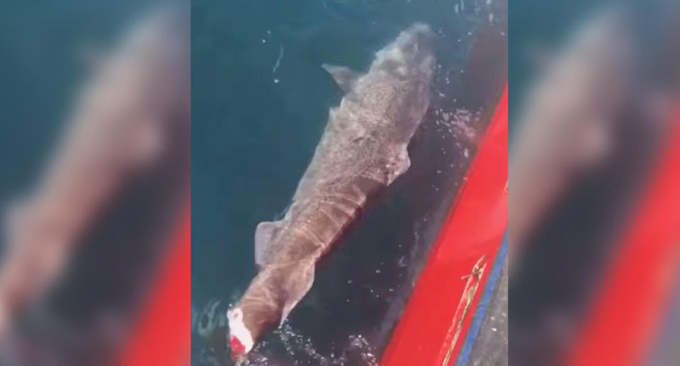 The Greenland shark is seen trying to swim away with its tail cut off. Source: Facebook