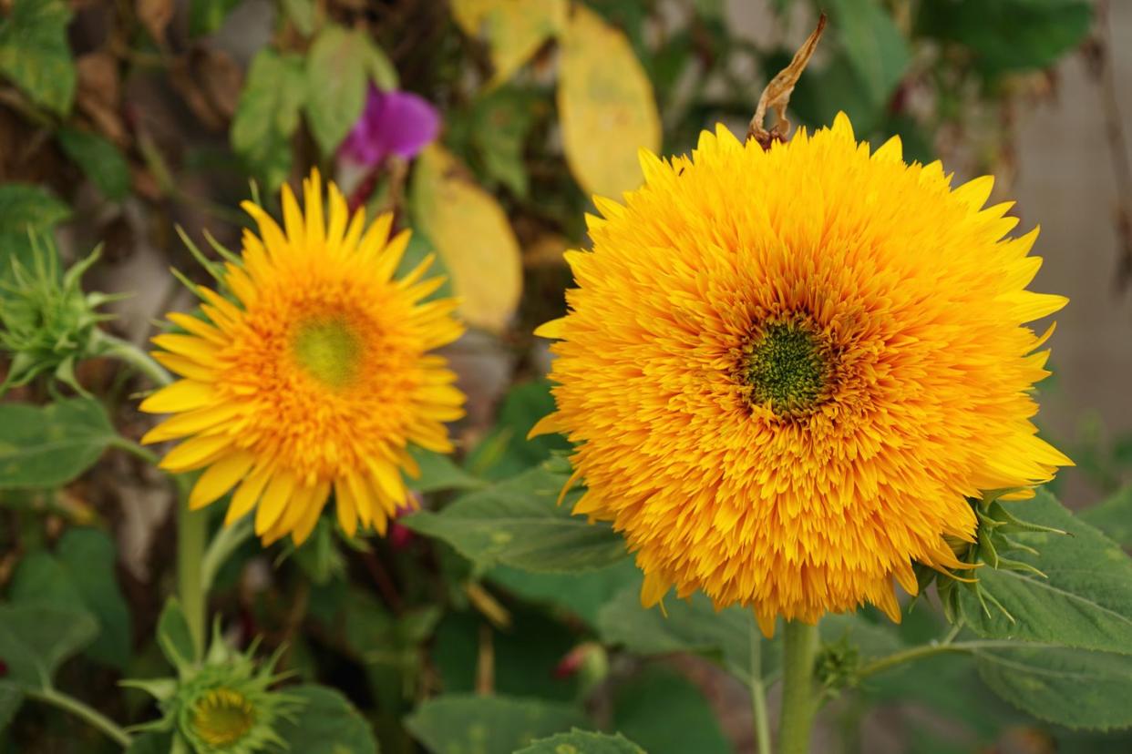 when to plant sunflowers