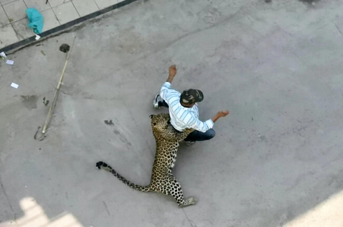 Про животных нападение. Леопарды нападают на людей. Ягуар нападает на человека. Пантера нападает на человека.