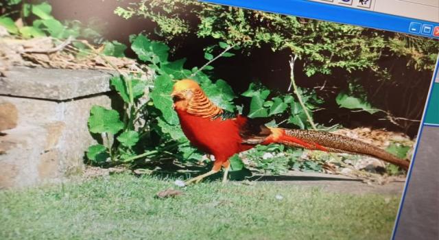 British Golden Pheasant population deemed functionally extinct - BirdGuides