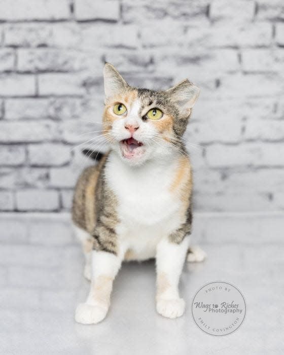 Patches is a sweet calico adult cat.