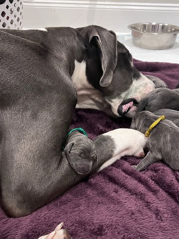 <p>Perfectly Imperfect Pups</p> Meadow the Great Dane and a couple of her 15 puppies.