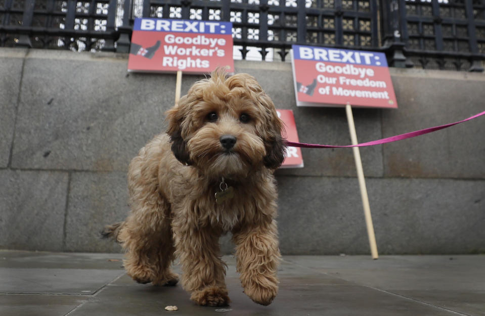 A dog accompanying an anti-Brexit campaigner walks in front of banners outside Parliament in London, Thursday, Jan. 30, 2020. Although Britain formally leaves the European Union on Jan. 31, little will change until the end of the year. Britain will still adhere to the four freedoms of the tariff-free single market – free movement of goods, services, capital and people. (AP Photo/Kirsty Wigglesworth)