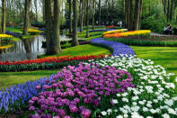 Purple haze... and pink, and white: The garden was established in 1949 to present a flower exhibit where growers from all over the Netherlands and Europe could show off their hybrids. The Netherlands, known for its tulips, is the world's largest exporter of flowers. (Caters News)