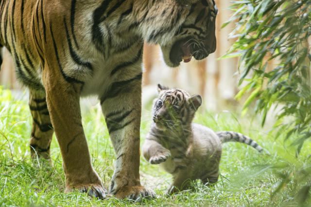 Sumatran tiger cub learns to hunt from mother at Poland zoo