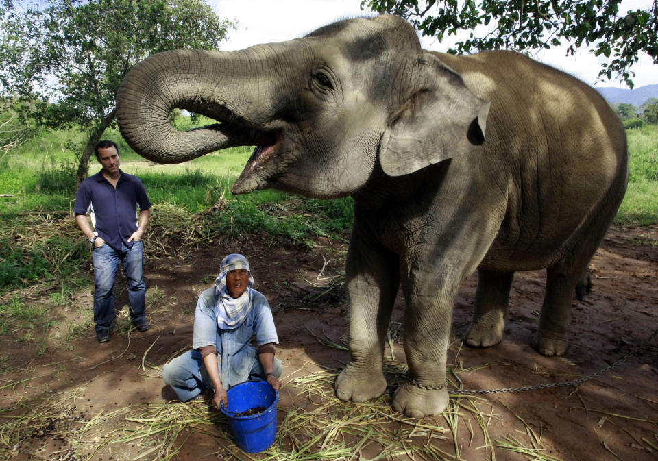 In this photo taken Dec. 3, 2012, Blake Dinkin, left, watches as a Thai mahout feeds Meena, a 12-year old elephant with coffee beans mixed with fruits at an elephant camp in Chiang Rai province, northern Thailand. Dinkin, 37, a Canadian entrepreneur with a background in civet coffee has teamed up with a herd of 20 elephants, gourmet roasters and one of the country's top hotels to produce the Black Ivory, a new blend from the hills of northern Thailand and the excrement of elephants which ranks among the world's most expensive cups of coffee. (AP Photo/Apichart Weerawong)