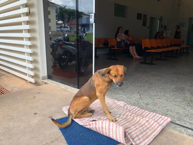 The dog waits outside Santa Casa de Novo Horizonte hospital in Sau Paulo. Source: Facebook/ Cristine Sardella