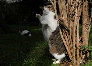 <p>A cat plays in a greenspace on Jan. 15, 2018. (Photo: Goran Tomasevic/Reuters) </p>