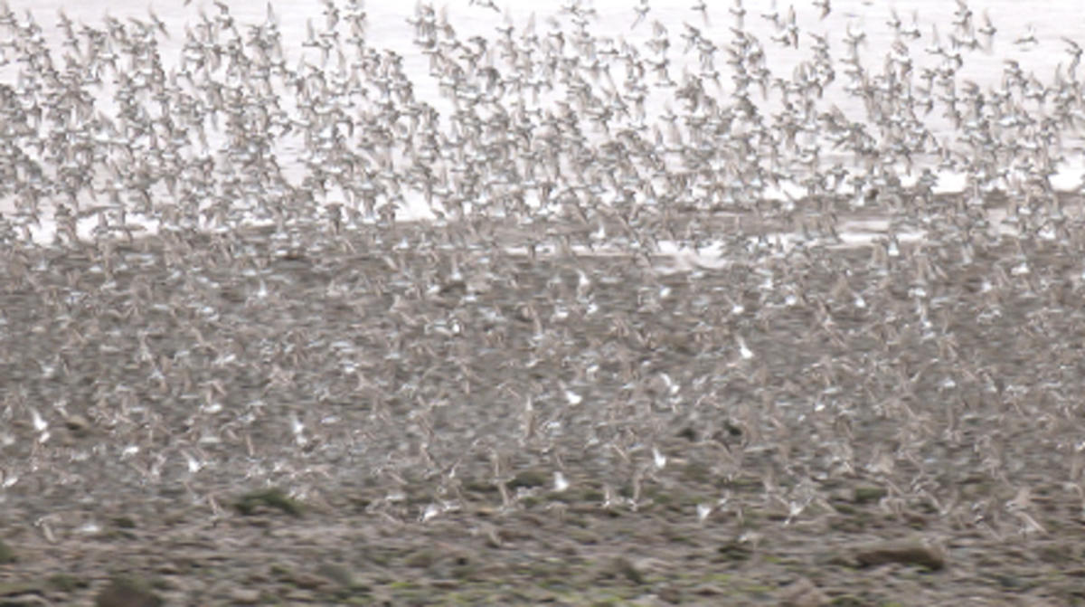 Miles de aves marinas acuden a esta playa en New Brunswick durante su migración