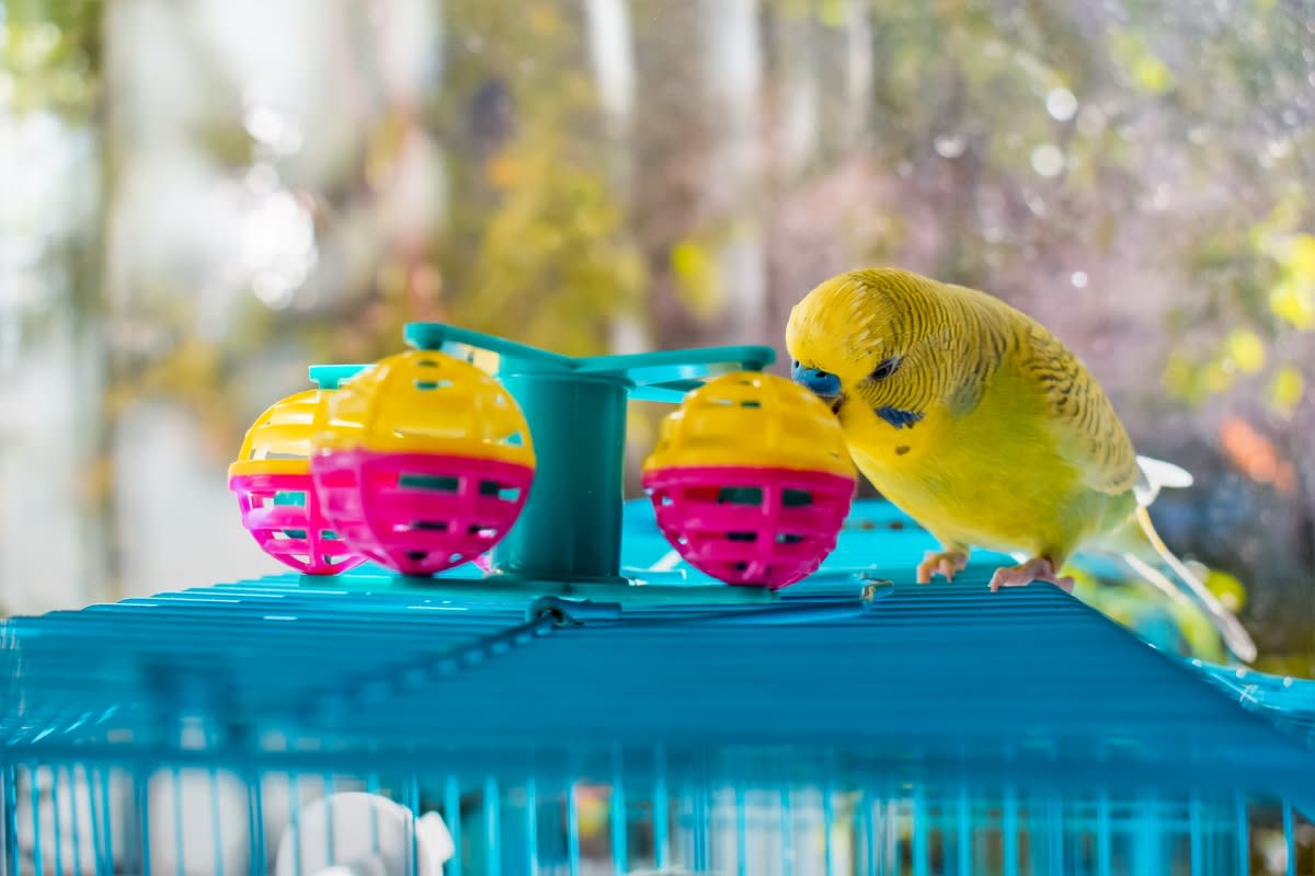 A budgie playing with bird toys<p>Landscapeaway via Shutterstock</p>