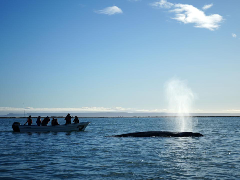 A whale and a spray of water in the ocean, with people on a boat off to the side watching.