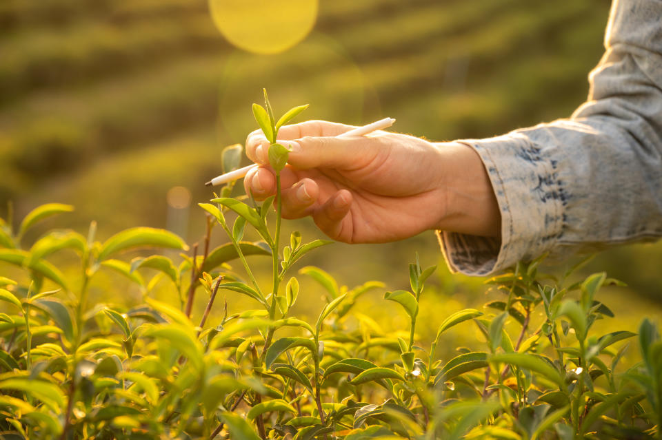 A photo of a person's hand picking leaves from a camellia sinensis plant