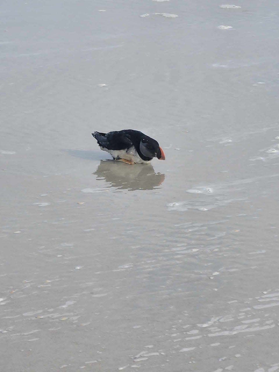 An Atlantic puffin strands on a beach in Ponce Inlet, a long way from its home in the North Atlantic. The puffin was rescued on Feb. 16, 2024, and taken to the Mary Keller Seabird Rehabilitation Sanctuary but did not survive.