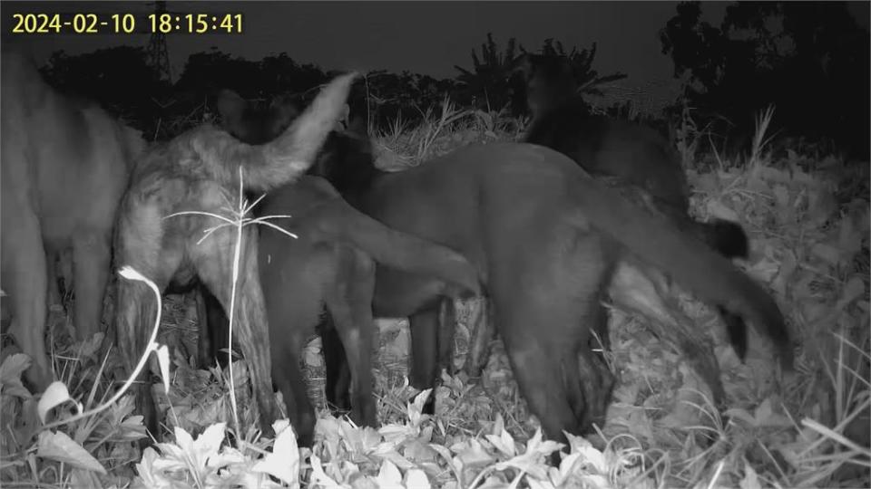 流浪犬闖台南草鴞棲息地　1幼鳥3蛋遭攻擊死亡