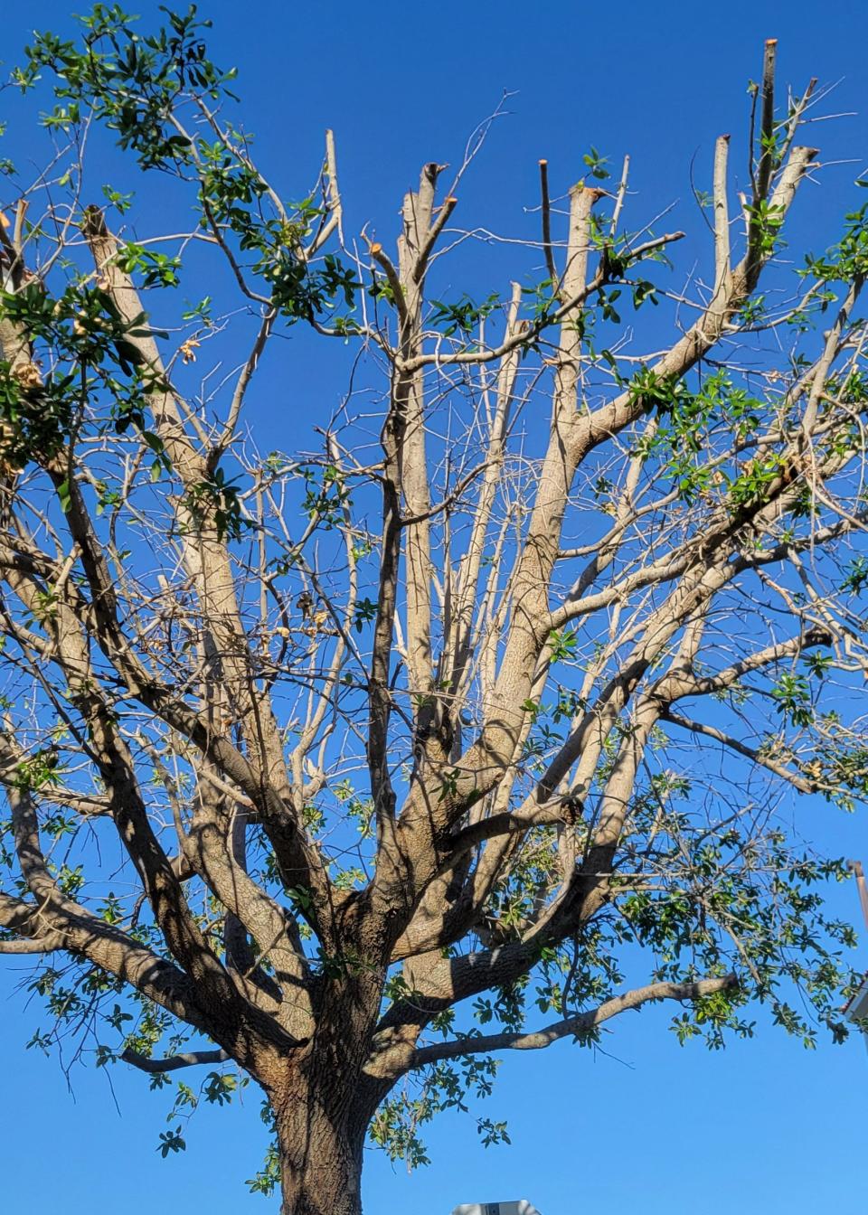 Improper pruning, such as that inflicted on this live oak, is harmful to trees and, in severe cases, can lead to the death of the tree.