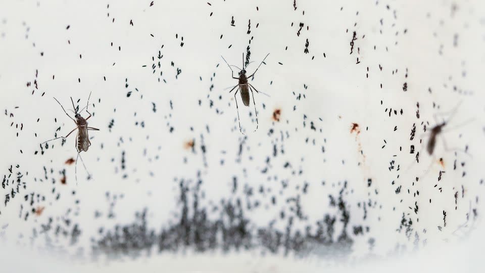 Mosquitoes lay eggs inside the World Mosquito Program's factory, in Medellin, Colombia, on August 10, 2023. - Jaime Saldarriaga/AP