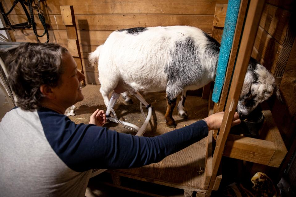 Waneva LaVell milks one of the three miniature dairy goats she milks in her barn on her 17-acre farm in north Marion County.