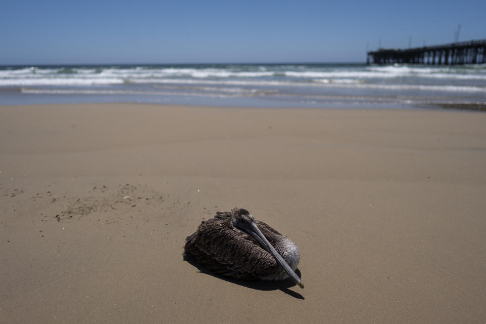 A sick pelican sits on the beach in Newport Beach, Calif., Tuesday, May 7, 2024. It is not immediately clear what is sickening the birds. Some wildlife experts noted the pelicans are malnourished, though marine life abounds off the Pacific Coast. (AP Photo/Jae C. Hong)