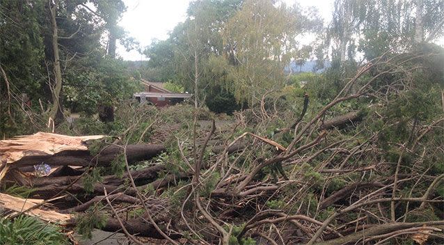 Trees toppled within metres of homes at Vermont. Photo: Supplied