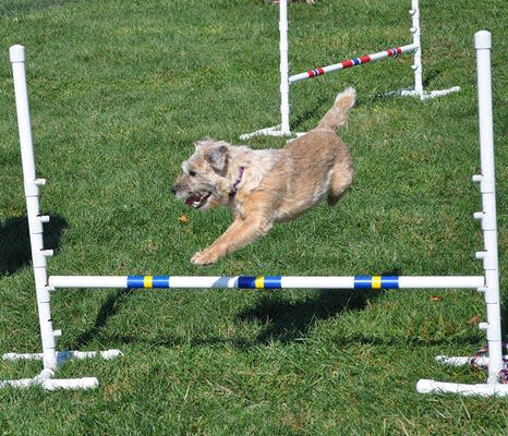 Elkhart County Parks presents “Dogapalooza” May 13, 2023, at Ox Bow County Park in Goshen. The event features a range of dog- and people-friendly activities, including a police K9 demonstration, doggy yoga, an off-leash dog play area, local pet organizations, a dog trick and costume contest, and food for people and dogs.