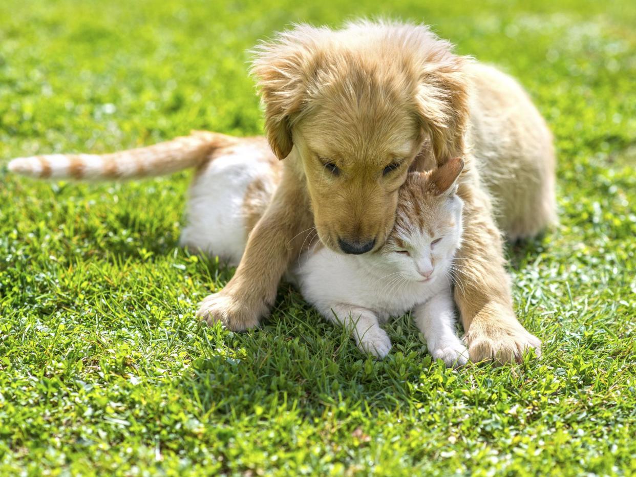 ‘The amount of money now spent on pets ... means there is huge consumer demand’: iStock