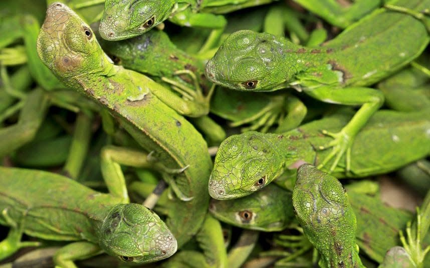 Green iguanas are taking over Florida - Reuters