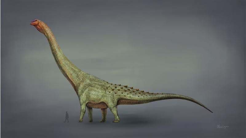 A paleoartist’s illustration of a Titanosaur (Patagotitan) compared to a human.